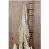 Image 11 : XXL Museum Quality STALACTITE or STALAGMITE on a Custom Plexiglass Stand