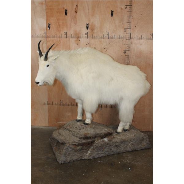 Life-sized MOUNTAIN GOAT Mounted on a Rock Base