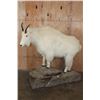 Image 1 : Life-sized MOUNTAIN GOAT Mounted on a Rock Base