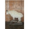 Image 2 : Life-sized MOUNTAIN GOAT Mounted on a Rock Base