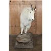 Image 3 : Life-sized MOUNTAIN GOAT Mounted on a Rock Base