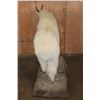 Image 5 : Life-sized MOUNTAIN GOAT Mounted on a Rock Base