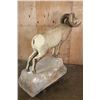 Image 10 : Massive ROCKY MOUNTAIN BIGHORN Sheep Ram on a Rock Base
