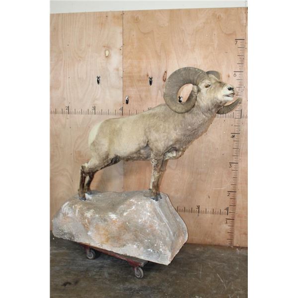 Massive ROCKY MOUNTAIN BIGHORN Sheep Ram on a Rock Base