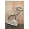Image 1 : Massive ROCKY MOUNTAIN BIGHORN Sheep Ram on a Rock Base
