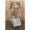 Image 2 : Massive ROCKY MOUNTAIN BIGHORN Sheep Ram on a Rock Base