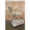 Image 5 : Massive ROCKY MOUNTAIN BIGHORN Sheep Ram on a Rock Base