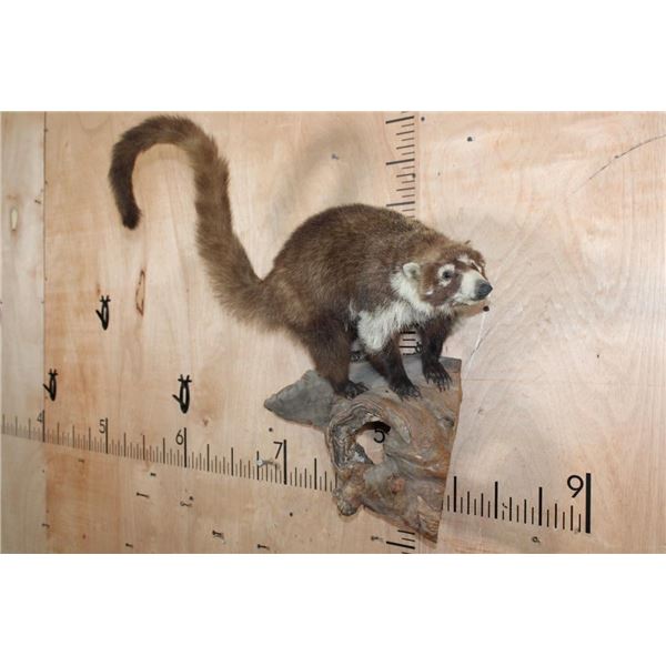 Life-sized COATIMUNDI on a Driftwood Base