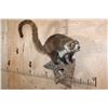 Image 1 : Life-sized COATIMUNDI on a Driftwood Base