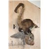 Image 3 : Life-sized COATIMUNDI on a Driftwood Base