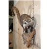 Image 4 : Life-sized COATIMUNDI on a Driftwood Base