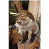 Image 5 : Life-sized COATIMUNDI on a Driftwood Base