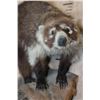 Image 6 : Life-sized COATIMUNDI on a Driftwood Base