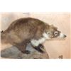 Image 7 : Life-sized COATIMUNDI on a Driftwood Base