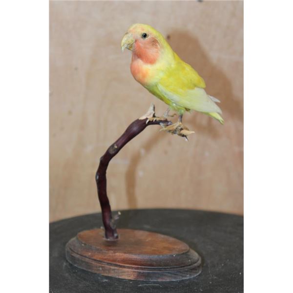 *Rarely Seen* ROSY-FACED LOVEBIRD Perched on a Wood Base
