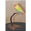 Image 1 : *Rarely Seen* ROSY-FACED LOVEBIRD Perched on a Wood Base