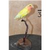 Image 3 : *Rarely Seen* ROSY-FACED LOVEBIRD Perched on a Wood Base