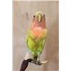 Image 6 : *Rarely Seen* ROSY-FACED LOVEBIRD Perched on a Wood Base