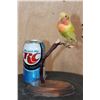 Image 8 : *Rarely Seen* ROSY-FACED LOVEBIRD Perched on a Wood Base