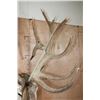 Image 10 : XXL 20-Point RED STAG Shoulder Mount with Big Drop-tines