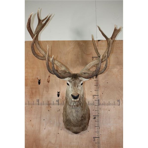 XXL 20-Point RED STAG Shoulder Mount with Big Drop-tines