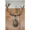 Image 1 : XXL 20-Point RED STAG Shoulder Mount with Big Drop-tines
