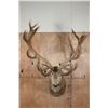 Image 2 : XXL 20-Point RED STAG Shoulder Mount with Big Drop-tines