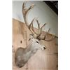 Image 3 : XXL 20-Point RED STAG Shoulder Mount with Big Drop-tines