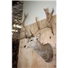 Image 4 : XXL 20-Point RED STAG Shoulder Mount with Big Drop-tines
