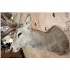 Image 5 : XXL 20-Point RED STAG Shoulder Mount with Big Drop-tines