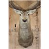 Image 6 : XXL 20-Point RED STAG Shoulder Mount with Big Drop-tines