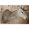 Image 7 : XXL 20-Point RED STAG Shoulder Mount with Big Drop-tines
