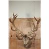 Image 8 : XXL 20-Point RED STAG Shoulder Mount with Big Drop-tines