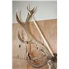 Image 9 : XXL 20-Point RED STAG Shoulder Mount with Big Drop-tines