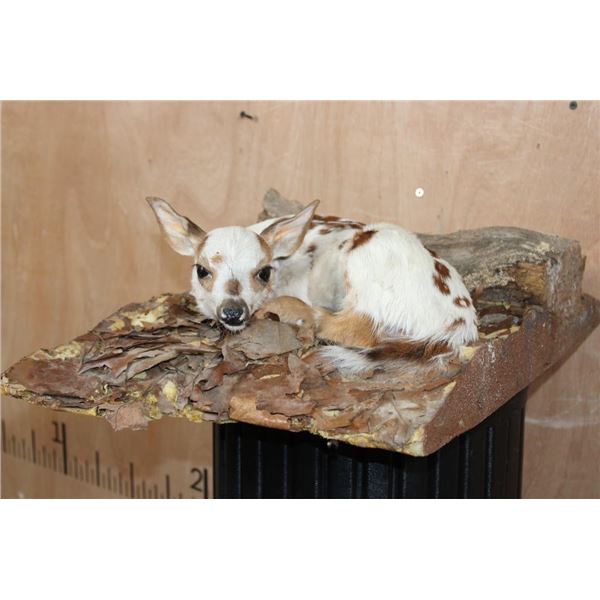 *Rarely Seen* Laying Piebald WHITETAIL DEER Fawn on a Decorative Base