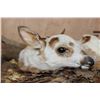 Image 6 : *Rarely Seen* Laying Piebald WHITETAIL DEER Fawn on a Decorative Base