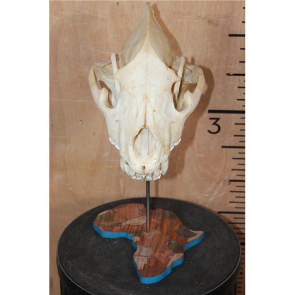 Big HYENA Skull on an Africa Silhouette Pedestal
