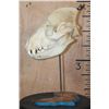 Image 2 : Big HYENA Skull on an Africa Silhouette Pedestal