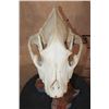 Image 8 : Big HYENA Skull on an Africa Silhouette Pedestal