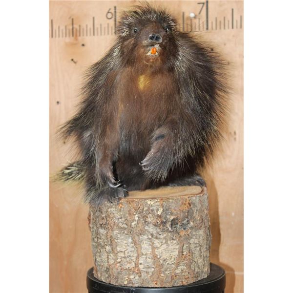 Life-sized NORTH AMERICAN PORCUPINE on a Log Base