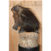 Image 3 : Life-sized NORTH AMERICAN PORCUPINE on a Log Base