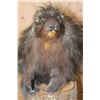 Image 4 : Life-sized NORTH AMERICAN PORCUPINE on a Log Base
