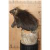 Image 5 : Life-sized NORTH AMERICAN PORCUPINE on a Log Base