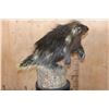 Image 7 : Life-sized NORTH AMERICAN PORCUPINE on a Log Base