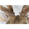 Image 11 : AXIS DEER in Velvet Pedestal Mount with Axis Hide on All Sides of the Base