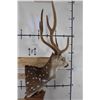 Image 12 : AXIS DEER in Velvet Pedestal Mount with Axis Hide on All Sides of the Base