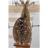Image 13 : AXIS DEER in Velvet Pedestal Mount with Axis Hide on All Sides of the Base
