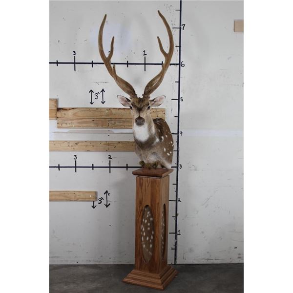 AXIS DEER in Velvet Pedestal Mount with Axis Hide on All Sides of the Base