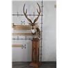 Image 1 : AXIS DEER in Velvet Pedestal Mount with Axis Hide on All Sides of the Base