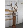 Image 3 : AXIS DEER in Velvet Pedestal Mount with Axis Hide on All Sides of the Base